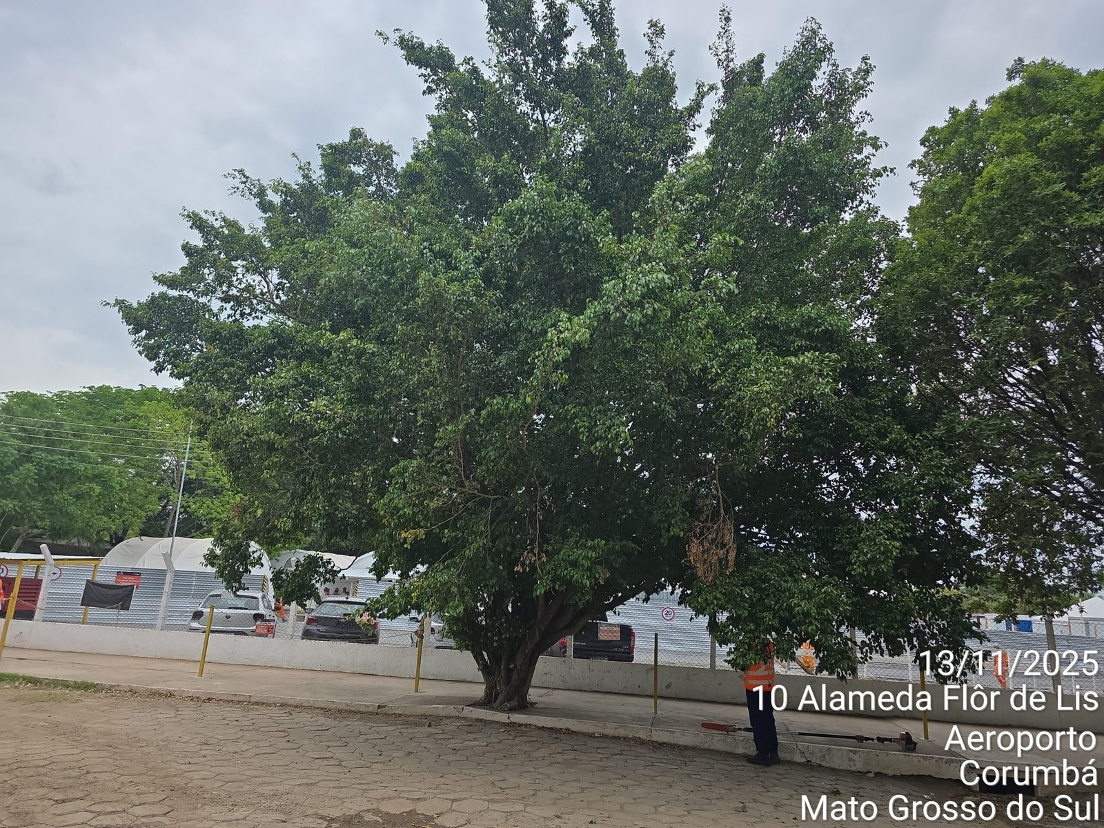 Controle de Maribondos no Aeroporto Internacional de Corumbá